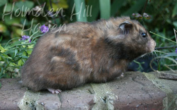 Lola- Yellow Black Syrian Longhaired